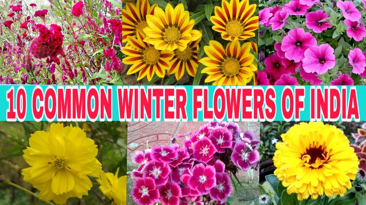 10 COMMON WINTER FLOWERS OF INDIA