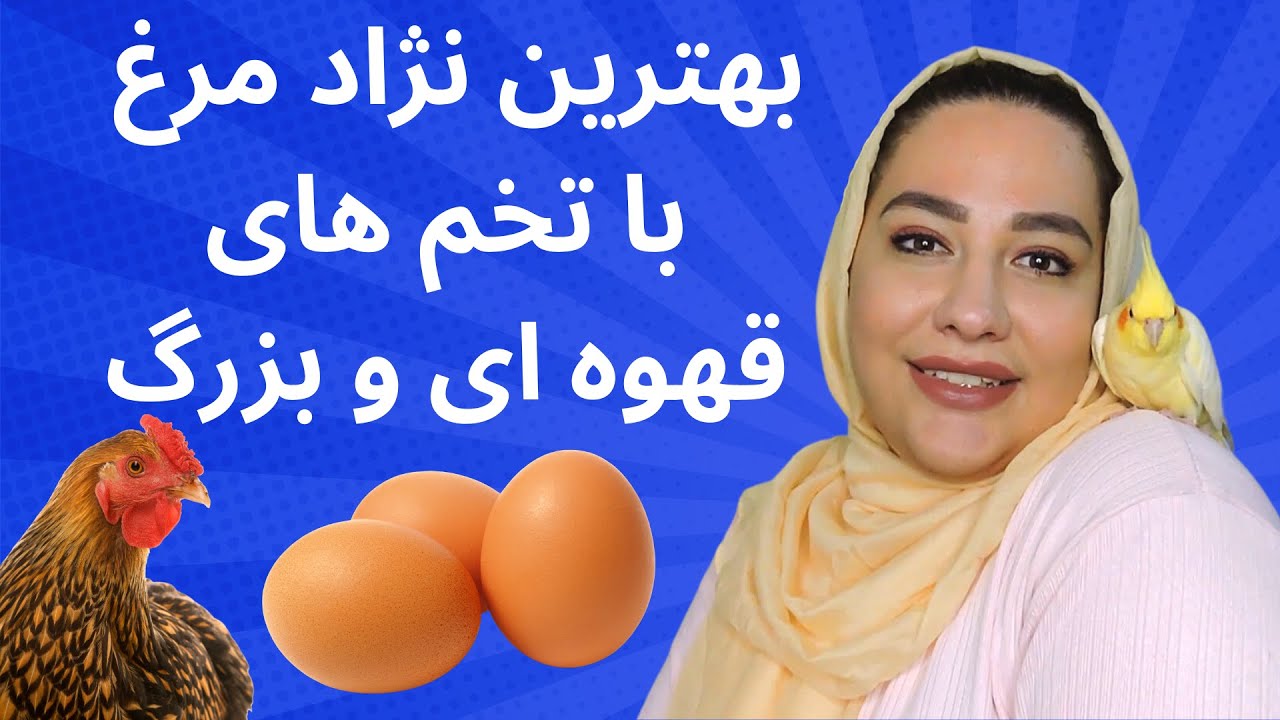 بهترین نژاد های مرغ با تخم های بزرگ و قهوه ای | انواع نژاد تخم گذار و دو منظوره برای پرورش در روستا