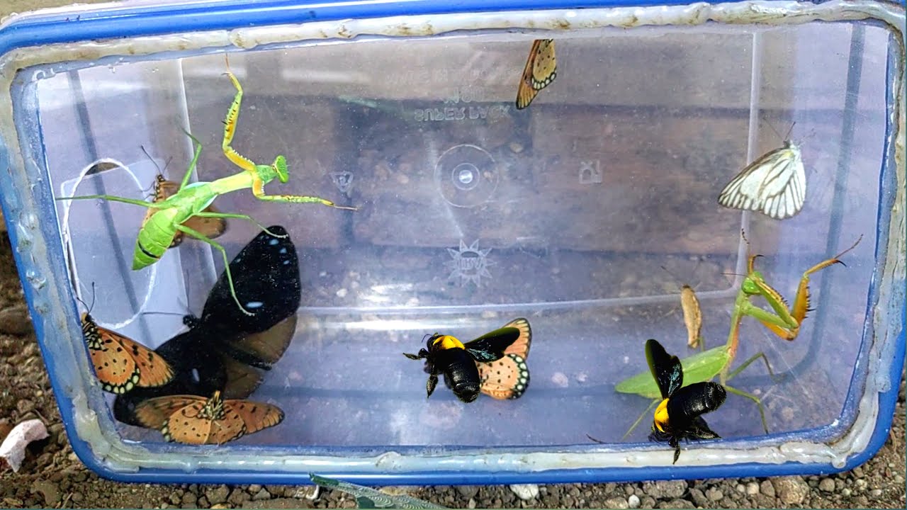 What happens to them if they meet!!! Bees, mantises and butterflies