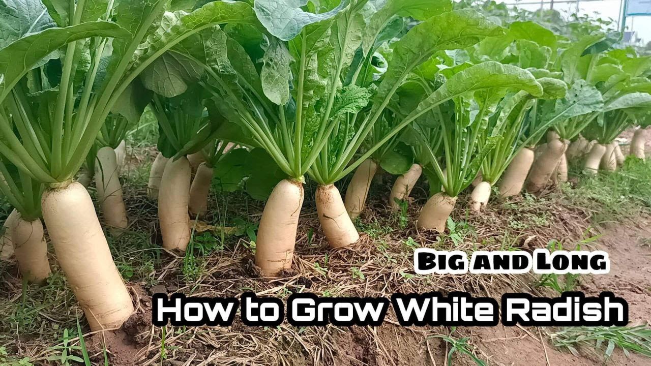How to Grow White Radish from Seeds at Home / Big and Long / Easy for Beginners by NY SOKHOM