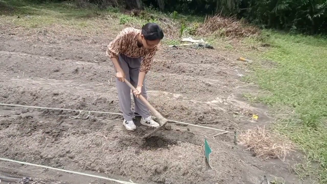 Fefita Hasianna Simarmata_minggu ke 2_kemangi