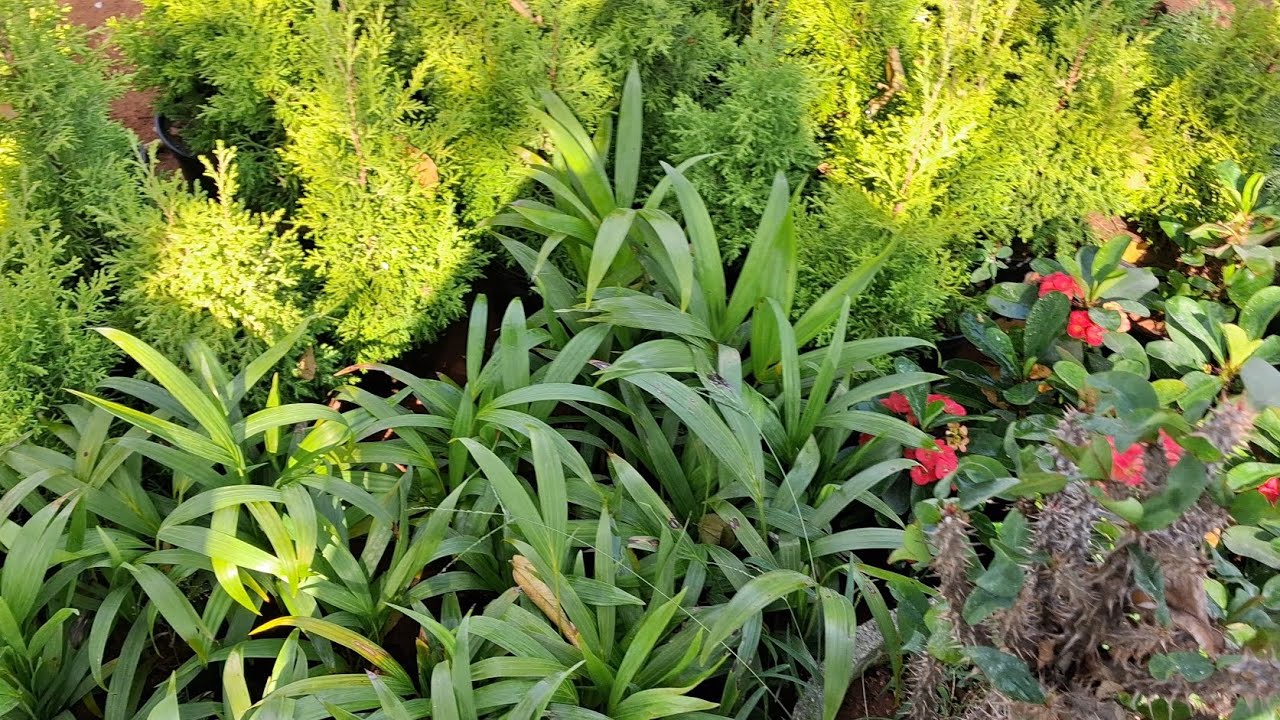 Bangarpet green garden