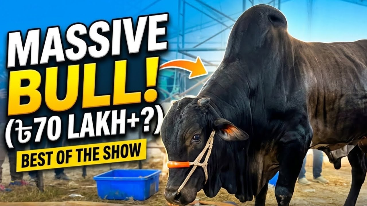 |Dutch Dairy Farm Collection 2026 🐮| Animal Expo 2025 ❤️ Massive Black Bull, White Hasha Bulls #goru