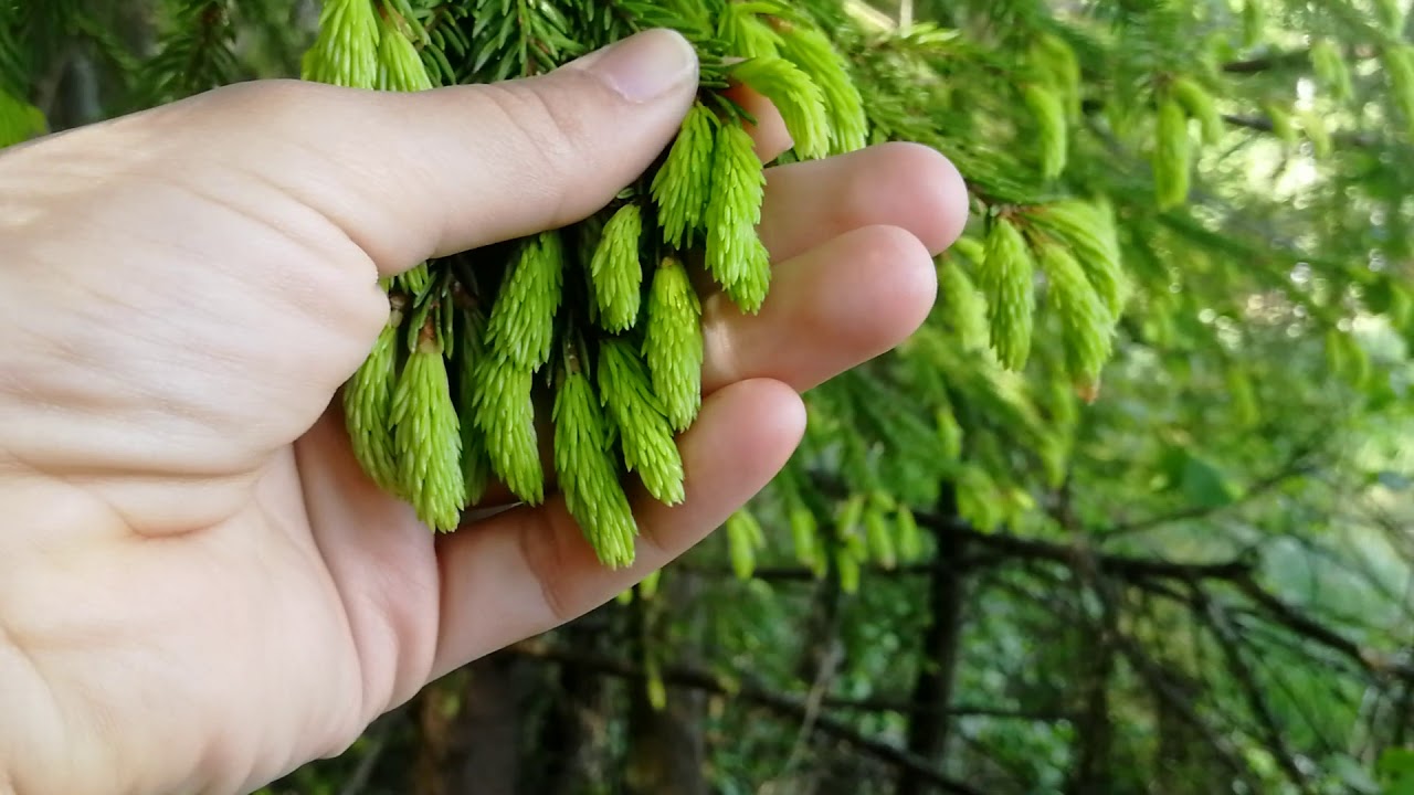 Benefits of Spruce Tips: How To Use Spruce Tips