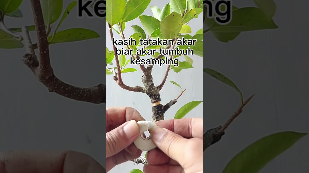 Membuat bonsai dari bahan cangkok angin pohon iprik #bonsaidarinol #belajarbonsai #membentukbonsai  