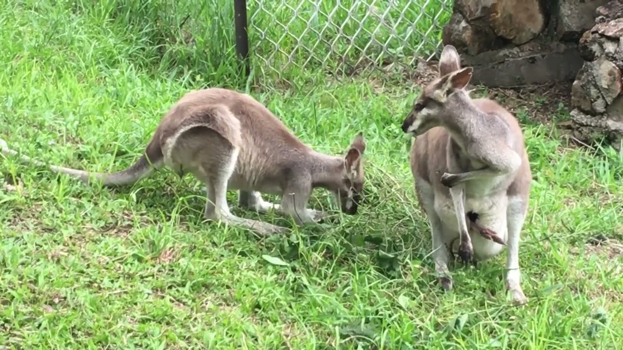 Mama with Damaged Ears is Ok - Little Roo & Legs Here Too! - Rocky Tropix Gardening, Australia