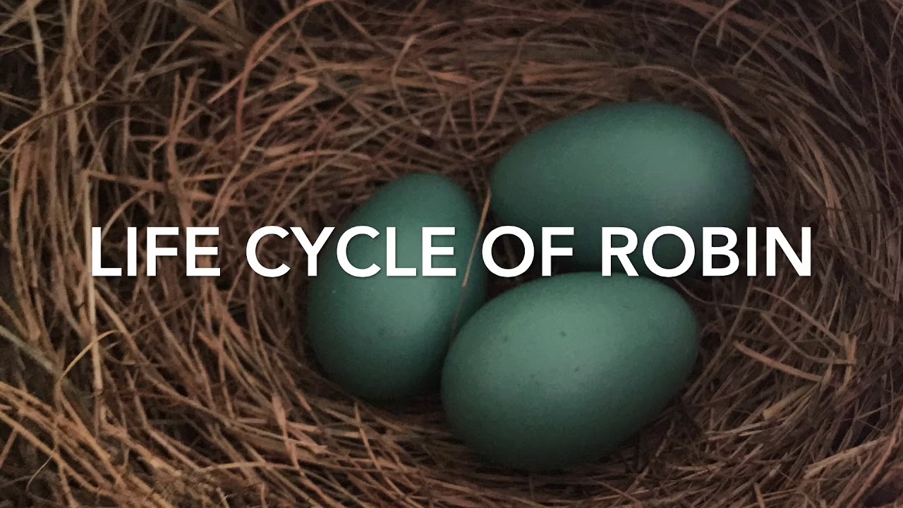 Life cycle of robin