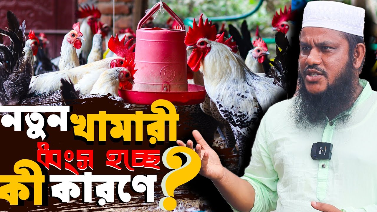 ডিমের রানী ফাউমি মুরগি পালনে- নতুন খামার ধ্বংস হচ্ছে কী কারনে? ফাউমি মুরগি পালন পদ্ধতি | Faumi Murgi