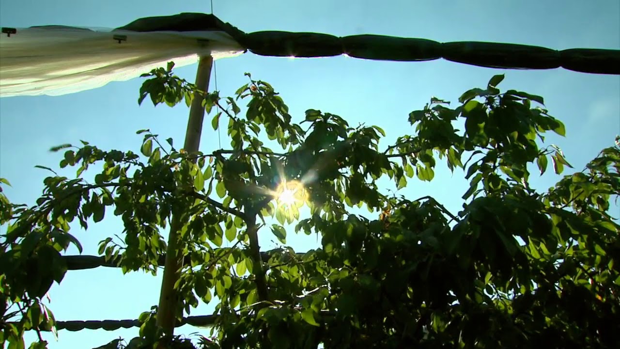Producteurs de cerises en Ardèche : la famille Soubeyrand