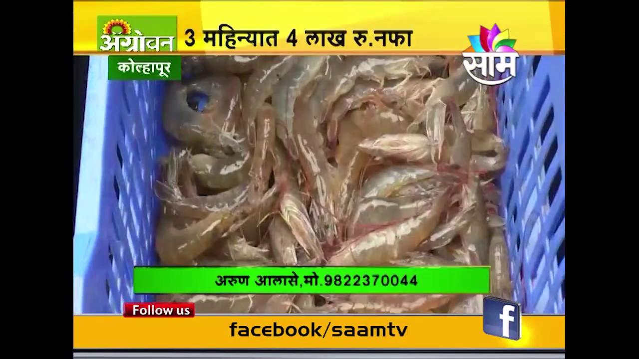 India's first experiment of Prawn cultivation in brackish water land