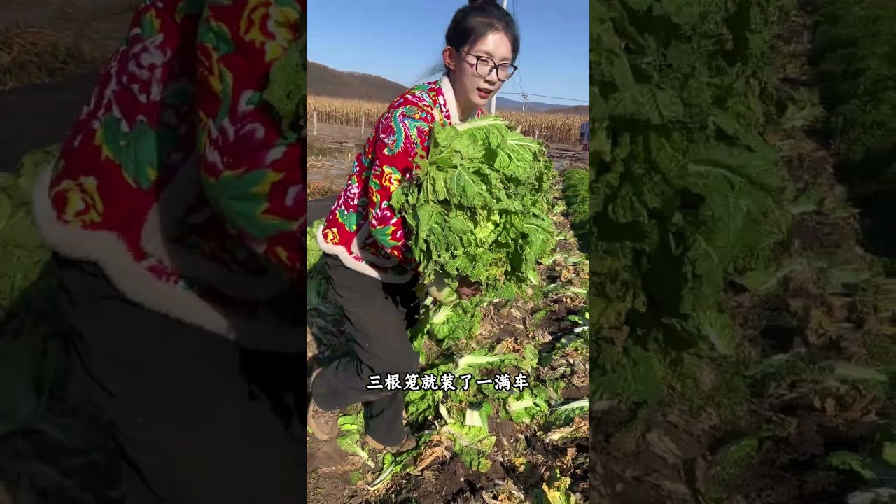 东北又开始猫冬倒计时啦 #我的乡村生活 #东北猫冬生活 #储冬菜 #腌酸菜 #三农