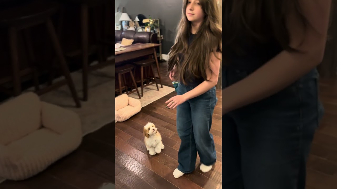 🎥 Juju Trains Charlie | Sit. Stay. Wow. 🐶