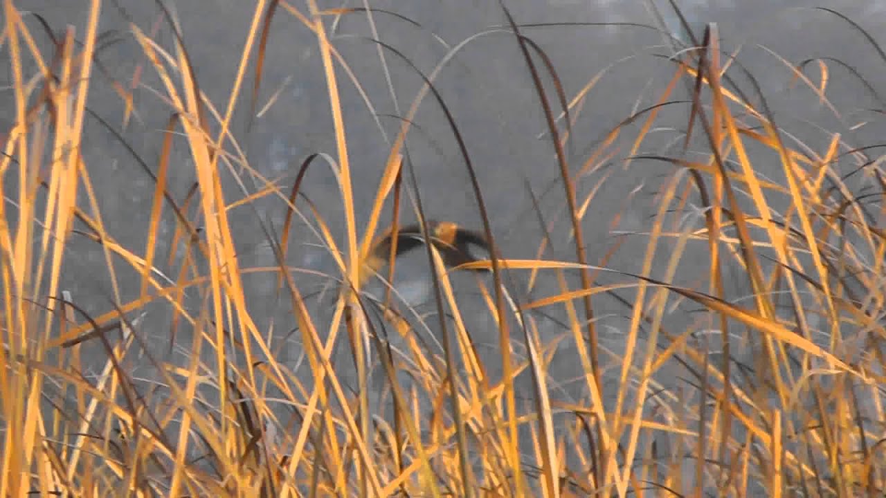 Samica błotniaka zbożowego / Female hen harrier (Circus cyaneus)