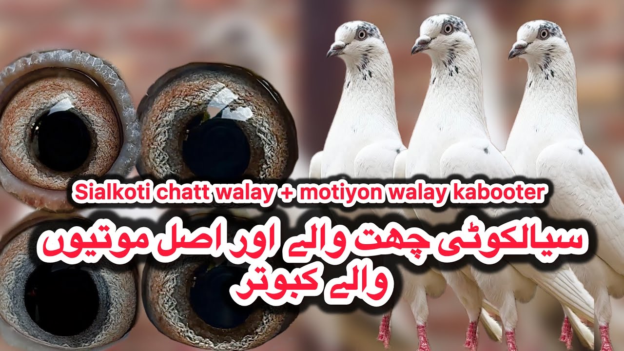 Sialkoti chatt walay + sialkoti motiyon walay + chaudhery walay teddy jodon walay shauk