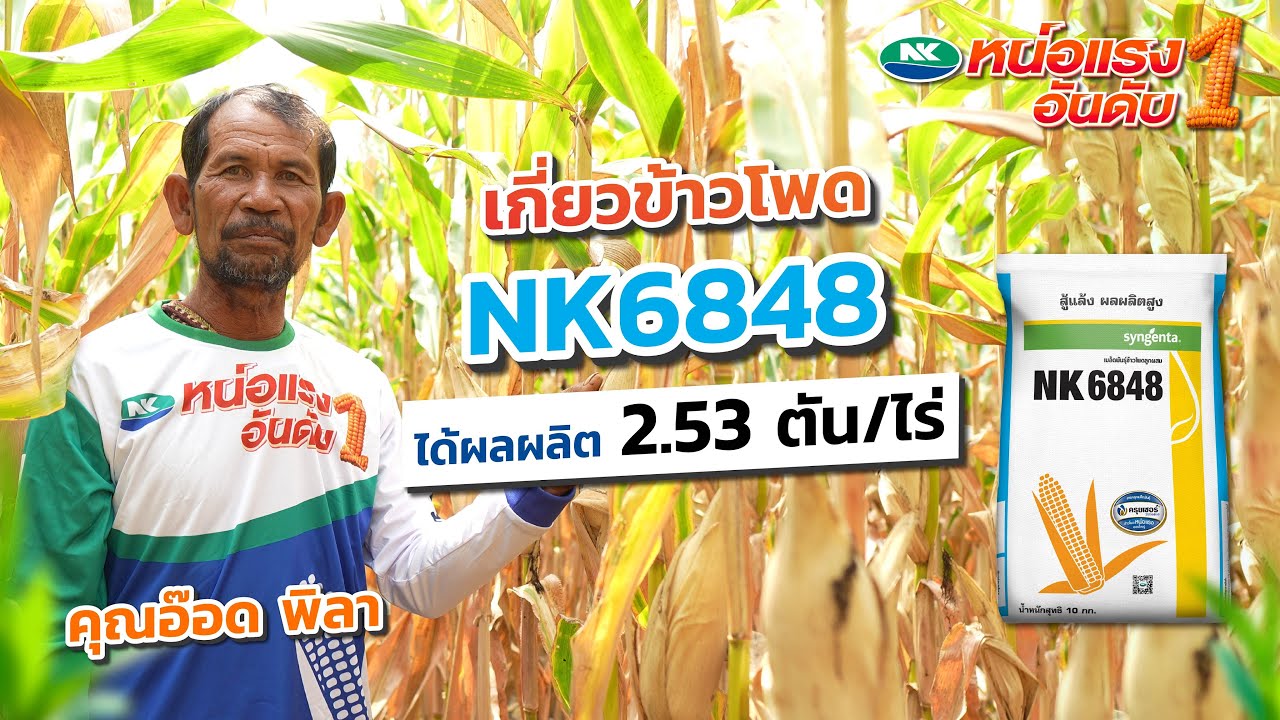 รีวิว NK6848 ผลผลิต 2,600 ก.ก ต่อไร่ ทำได้ยังไง??