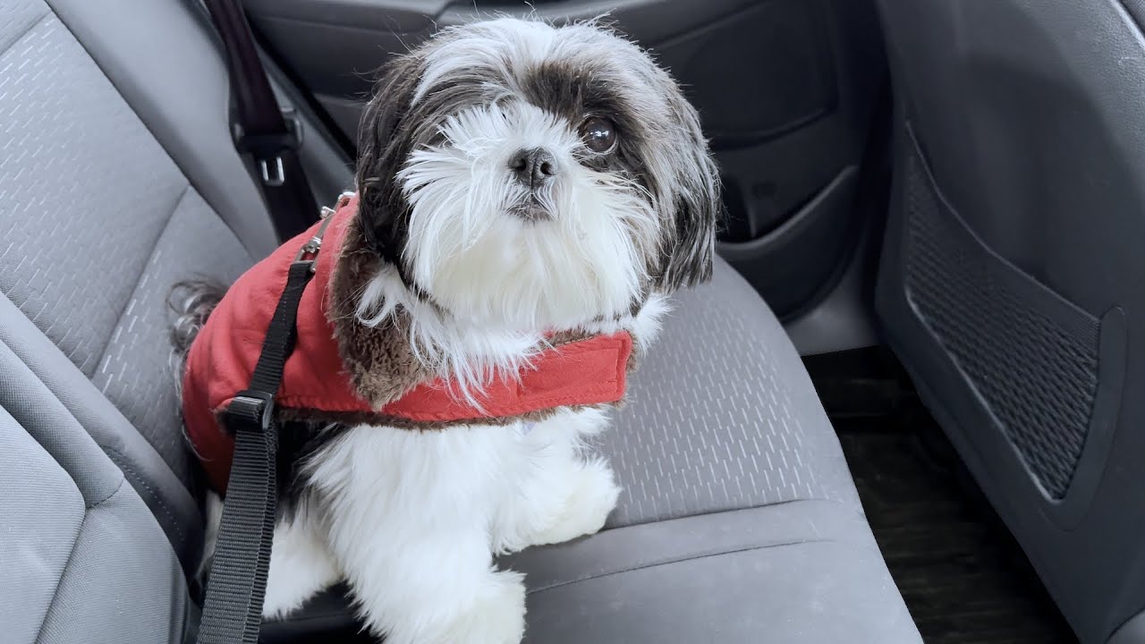 Shih Tzu Rescue Dog Loses Her Temper In The Backseat!