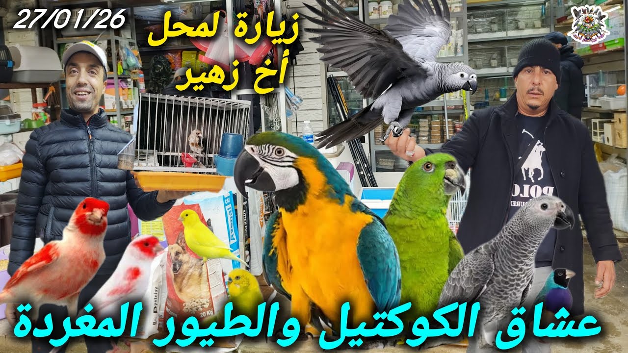 #عالم #طيور بأثمنة خيالية كناري الحسون وكوكتيل الجودة والسعر عند زهير 🦜 0666409209 📞