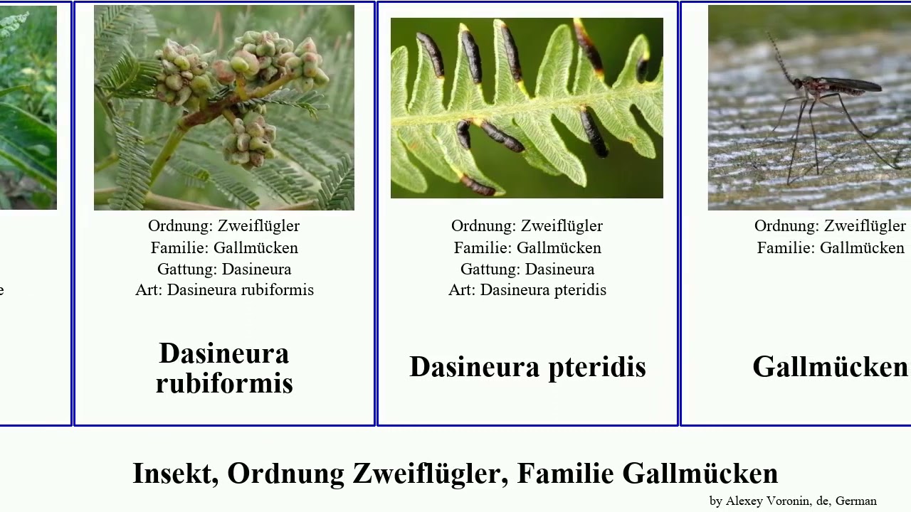 Insekt, Ordnung Zweifl&uuml;gler, Familie Gallm&uuml;cken dasineura insect tritici glechomae Gallagher Jesse