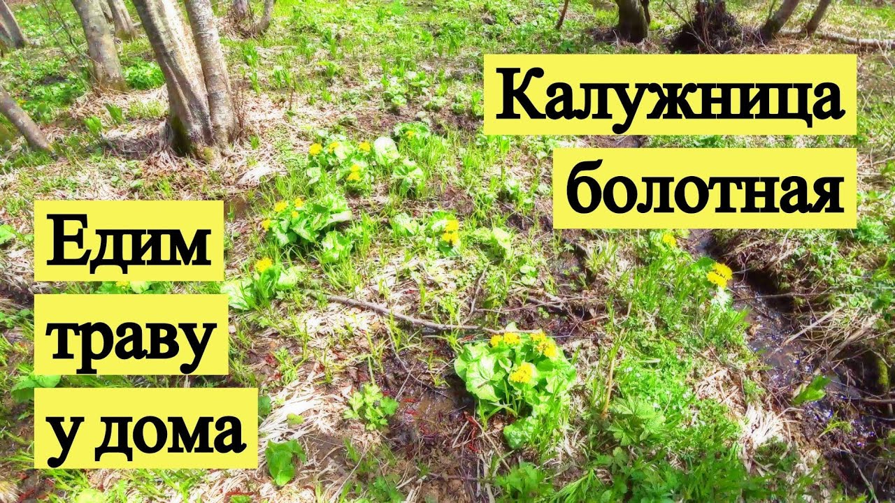 Едим траву у дома. Калужница болотная