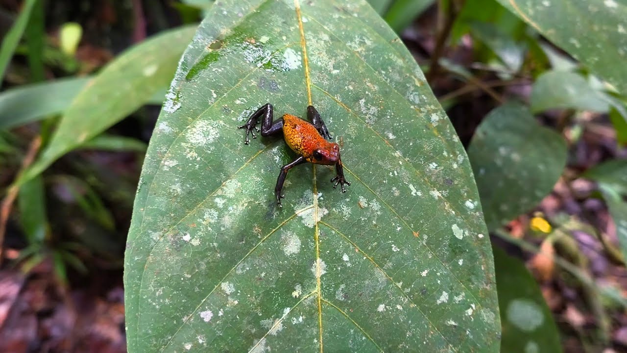 Oophaga occultator in it's natural habitat/ The least known species of the genus Oophaga!