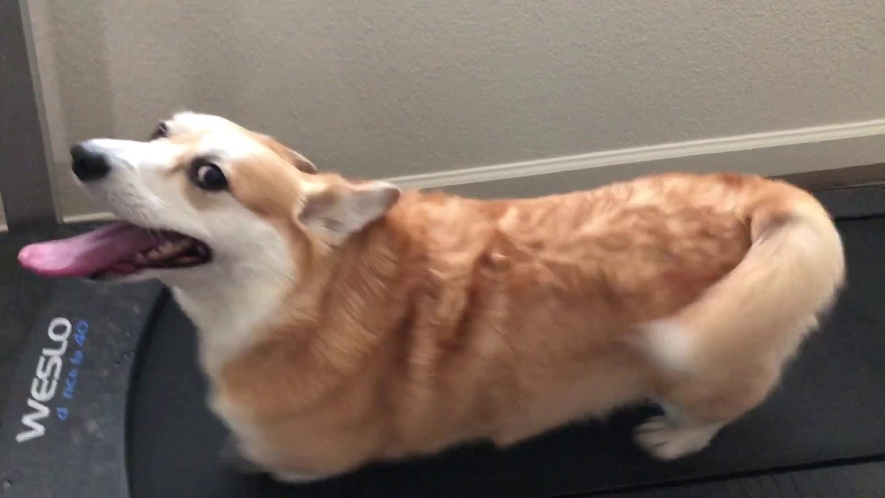 Corgi Walking On A Treadmill..wait for the end walking on hind legs