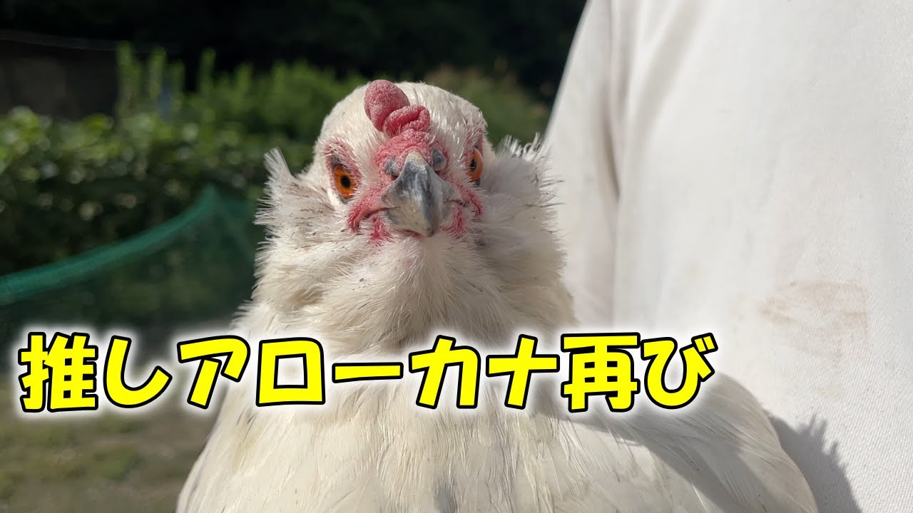 前回のアローカナ動画がなぜか運営に消されてしまったので、再度撮り直し！推しちゃん2羽紹介です！