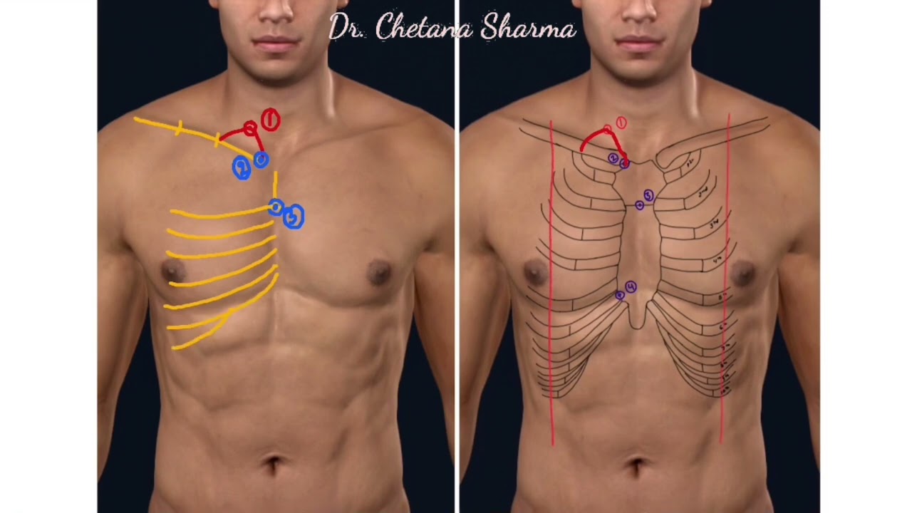 Surface marking of right lung