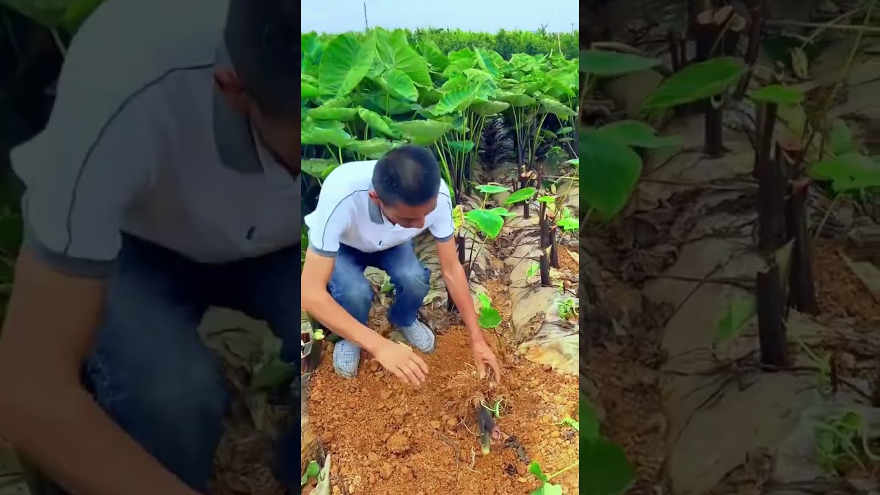 Le processus de creusement du taro#farming #agriculture  #satisfying