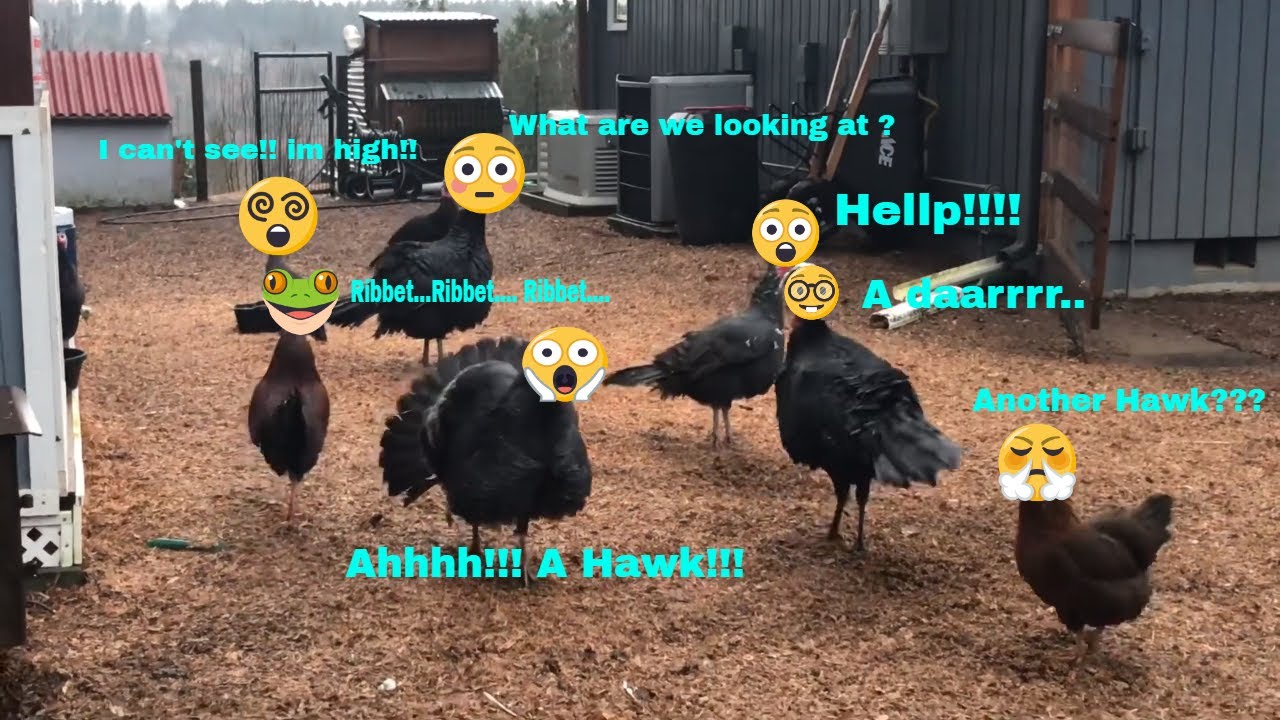 HAWK SCARES TURKEYS/CALL DUCK UPDATE/ SERAMAS & MODERNS GAME BIRDS HAVE TREATS