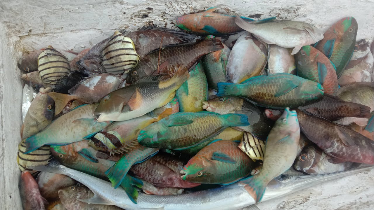 menjaring ikan (catch fish)dapat banyak