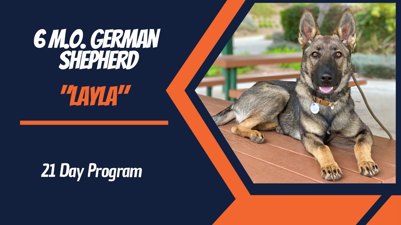 🐶🦮Off leash Dog Training / Obedience Training 🦮🐶 GERMAN SHEPHERD / DOG TRAINING