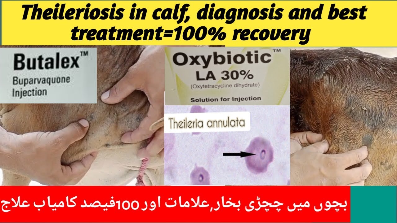 Theileriosis in calf, field diagnosis, signs & symptoms and best treatment with 100% recovery
