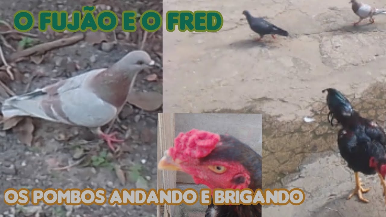 Os pombos comendo e brigando o frangolino e o Hulk andando