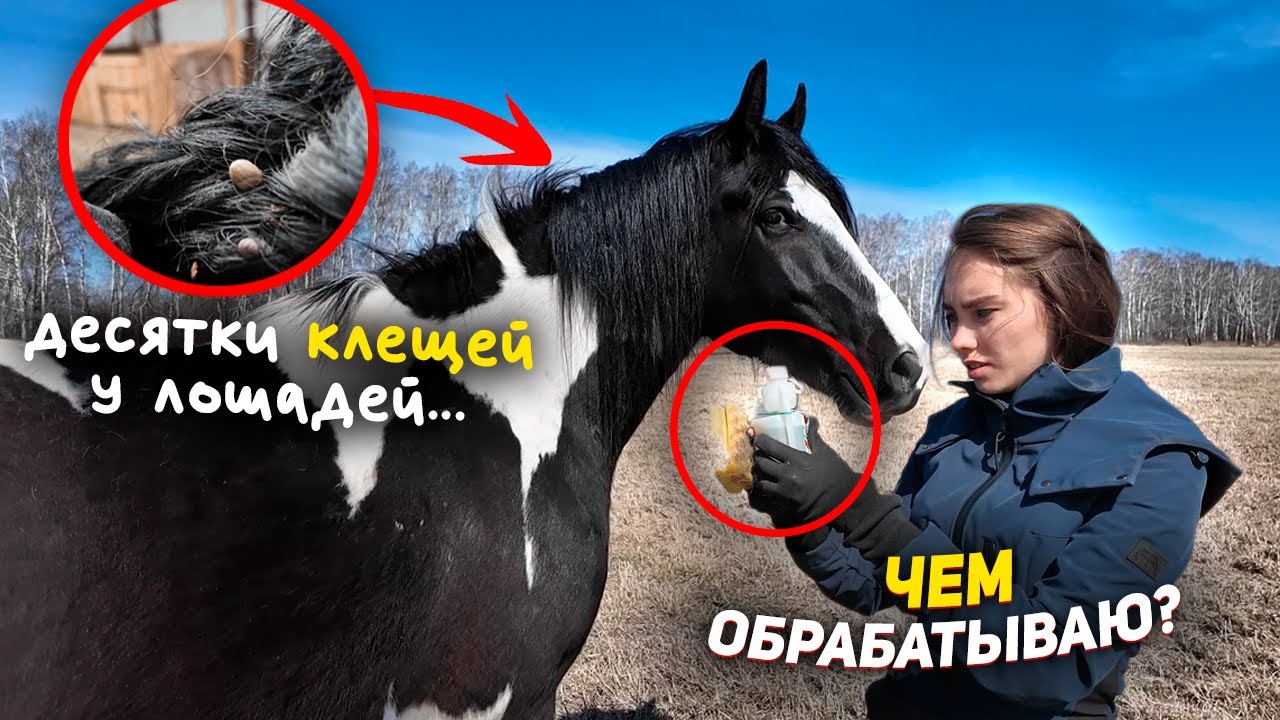 Спасаемся от клещей 😖 Провожу занятия в руках с Харди / ВЛОГ