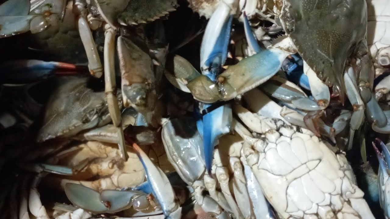 come pulire il granchio blu..