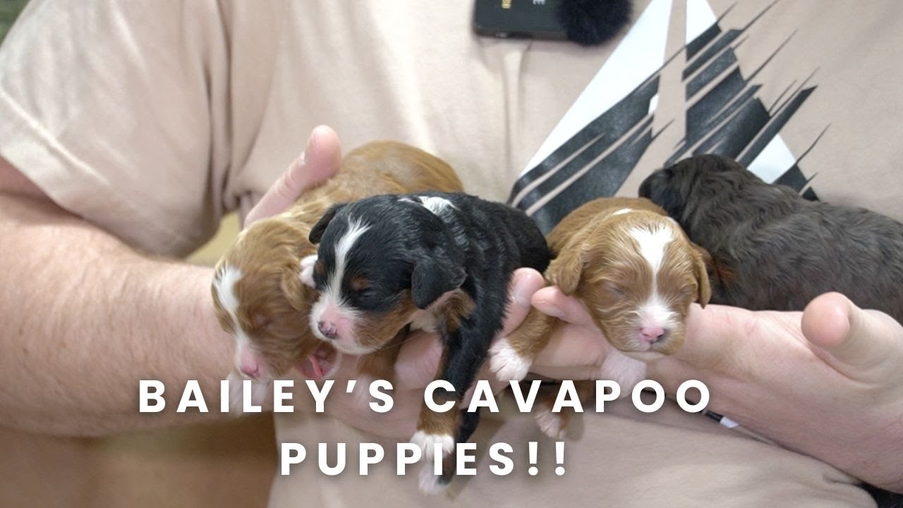 Bailey & Miles F1 Cavapoo Puppies | Litter Reveal!