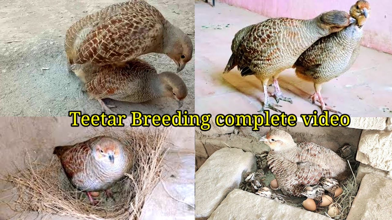 From Nesting to Harvesting Egss Full informative video | Teetar breeding season