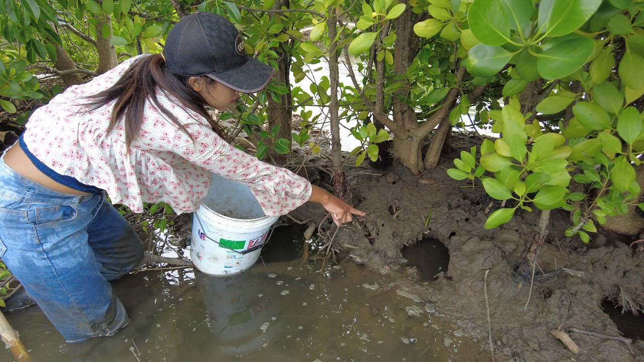 I Found Big Mud Crabs Holes at Mangrove Forest | Amazing Fishing Crab