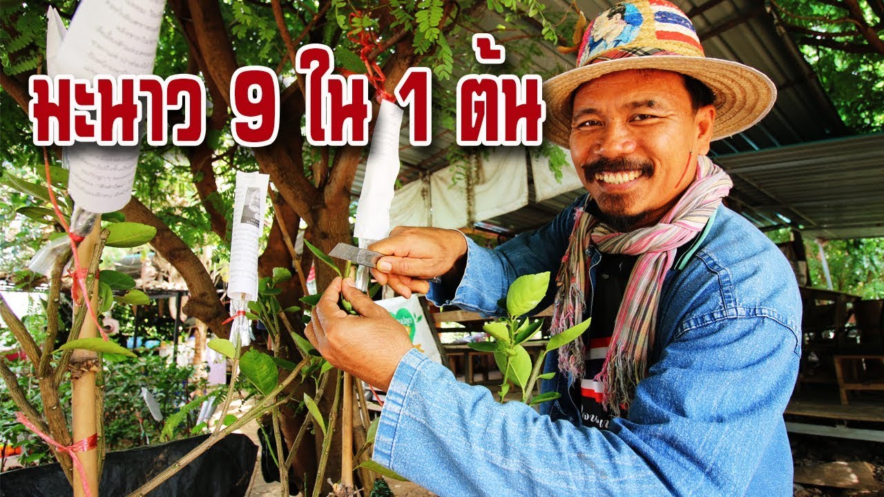 วิธีทำต้นไม้แฟนซี มะนาว 9 ชนิดให้อยู่ใน 1 ต้น