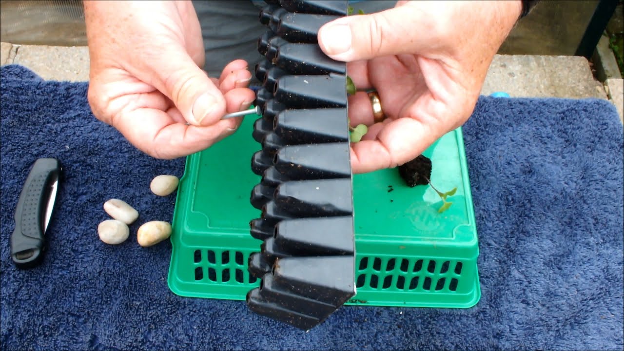 Grow Swedes/Rutabaga, 4 in a small bucket. This is a first for me, can I 'pull it off' lets find out