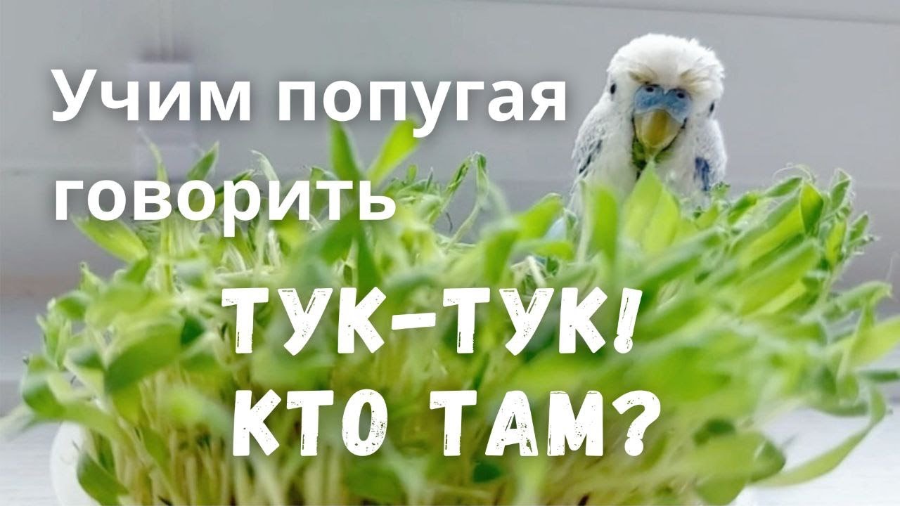 Учим попугая говорить Тук-тук! Кто там?