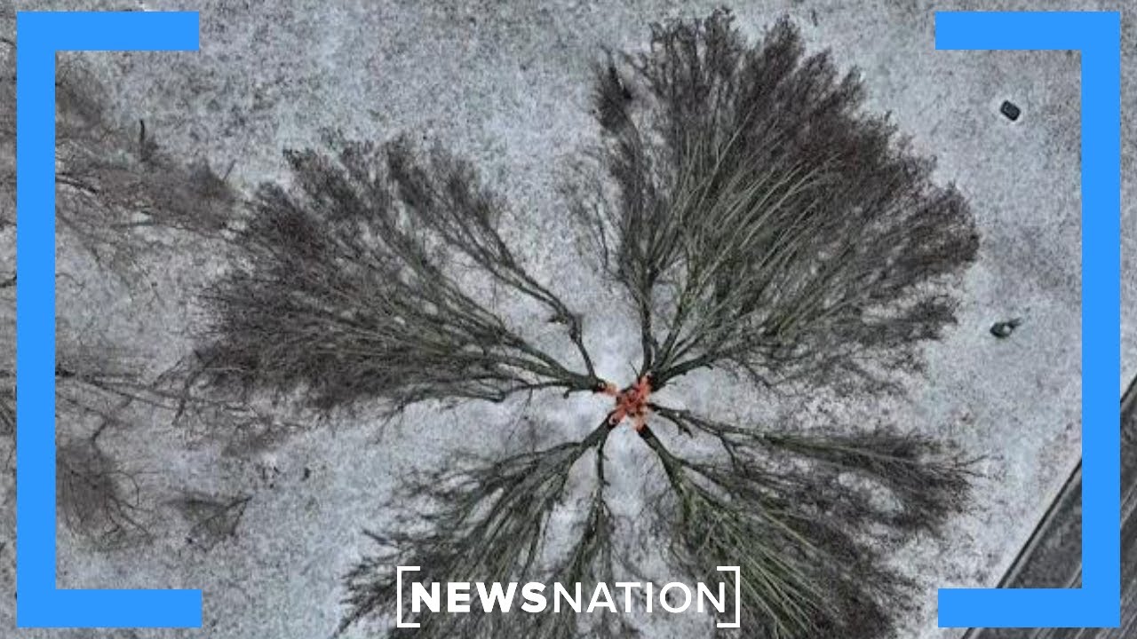 Winter storm triggers power outages, record flight cancellations | Morning in America