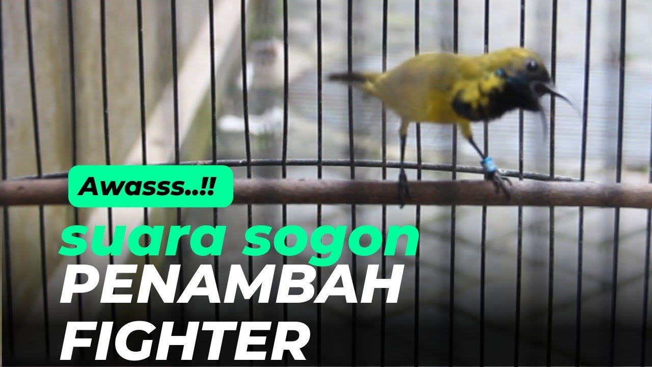 PANCINGAN SOGON GACOR DOR ⁉️ AMPUH BANGET PEMBANGKIT FIGHTER SOGON GACOR