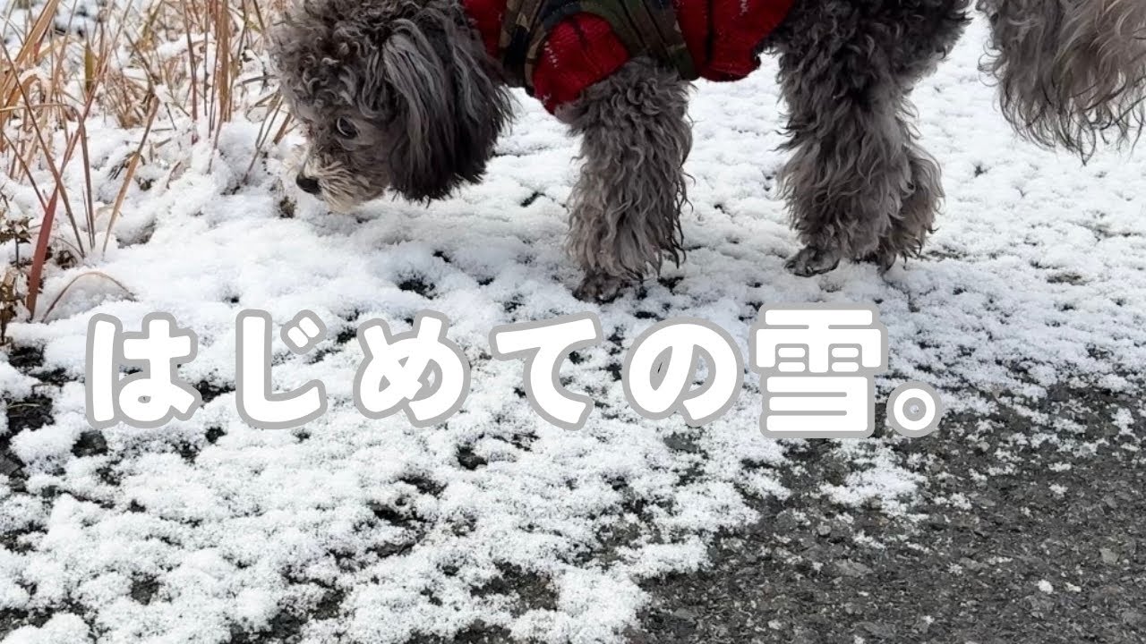 はじめての雪でシャワーが確定する子犬/年末年始の数日間Vlog