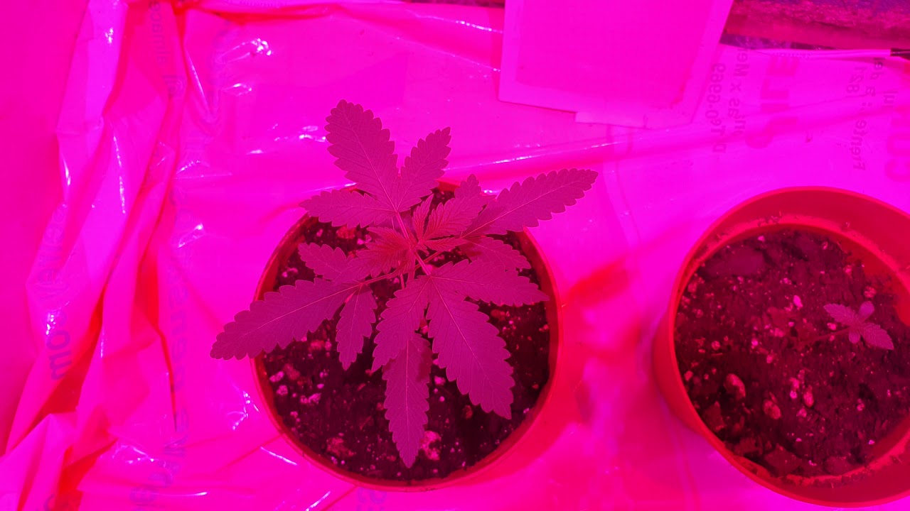 seguimiento de cultivo Dia 15