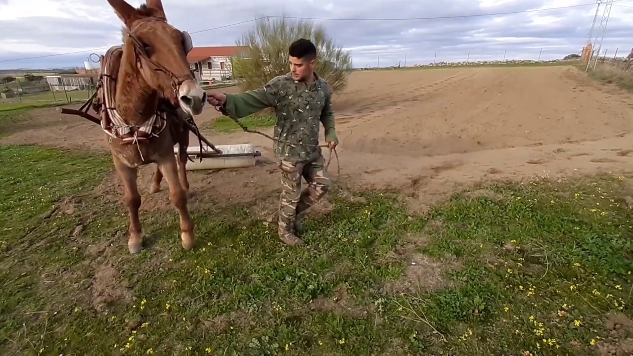 Arando en los Pedroches con Mul@s... (tutorial básico aracia)