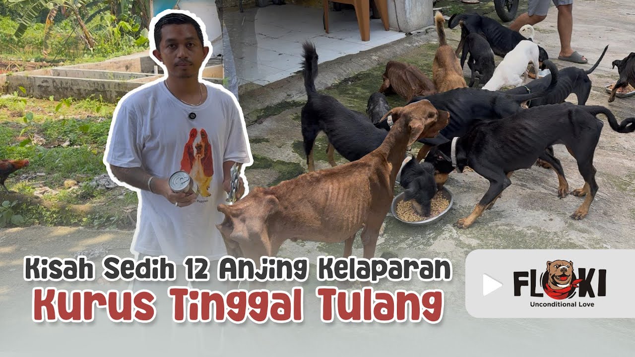 12 EKOR ANJING KELAPARAN KARENA PEMILIKNYA MENINGGAL