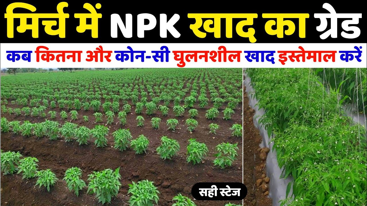 Mirchi ki kheti |NPK Fertilizers Grade | Mirch ki kheti kaise kare |घुलनशील खाद का प्रयोग | NPK khad