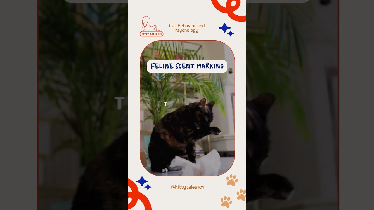 Feline Scent Marking 🐱 Cats mark territory by rubbing their cheeks on objects.