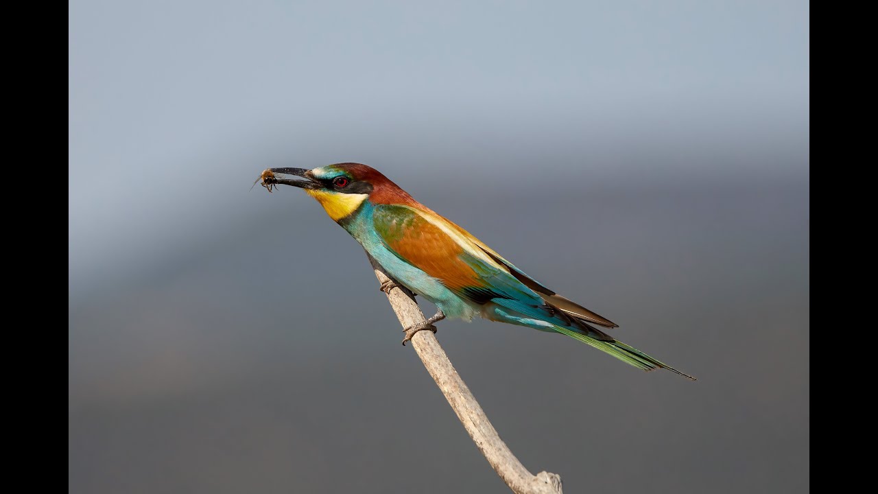 Lesvos Birding May 2022